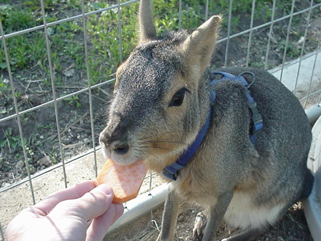 Patagonian Cavy 2