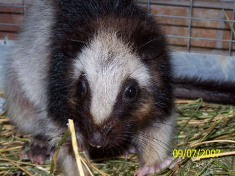 Northern Luzon Cloud Rat