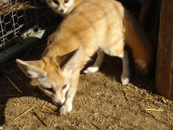 fennec fox breeders