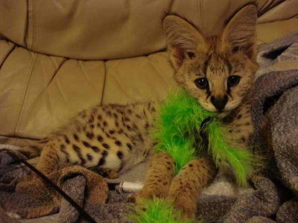 Serval Kitten Playing