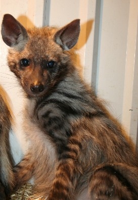 Striped Hyena Exotic Pet Photo