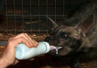 Striped Hyena on the Bottle