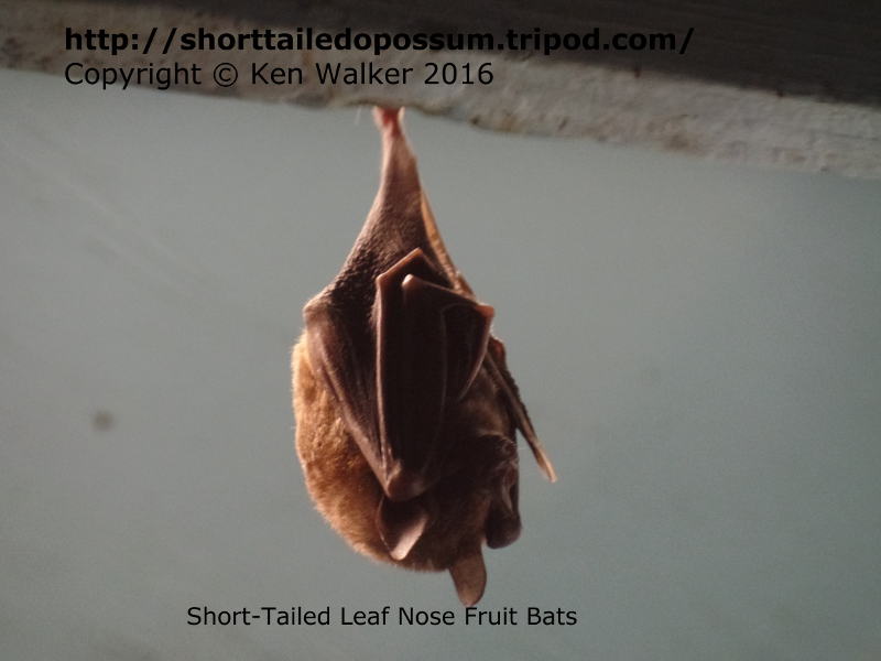 sebas fruit bat
