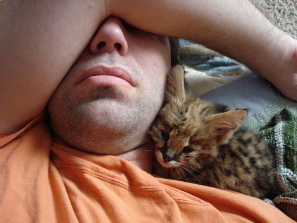 Serval kitten sleeping with me