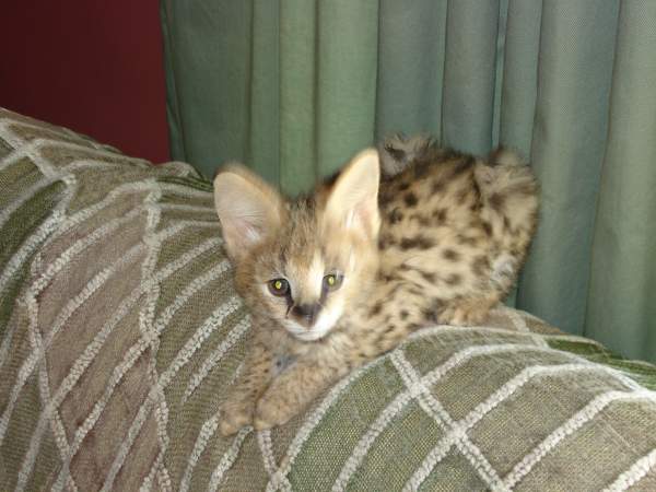 Serval on Couch