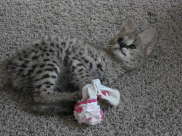 Serval Sock VIdeo