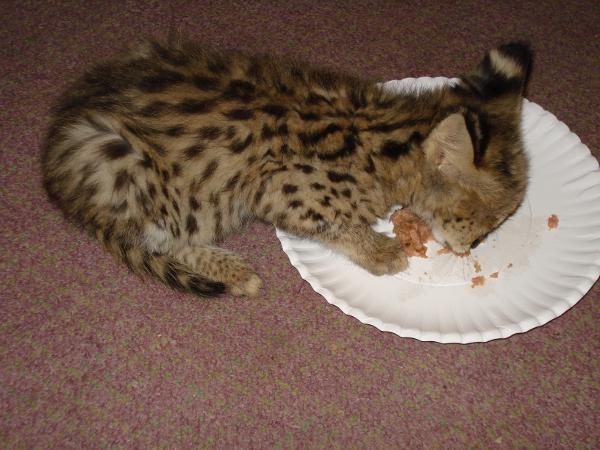 Serval eating raw meat