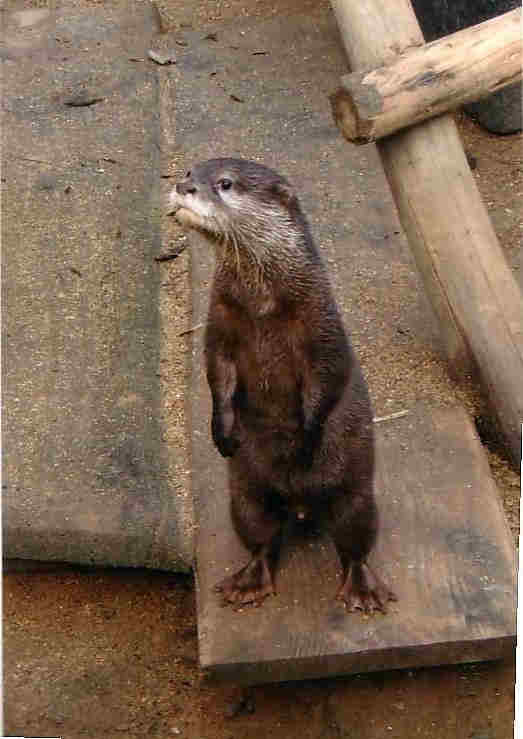 Asian Clawed Otter for Sale