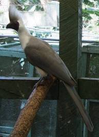 Bare-faced Go-Away-Bird for Sale