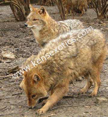 Golden Jackals for sale