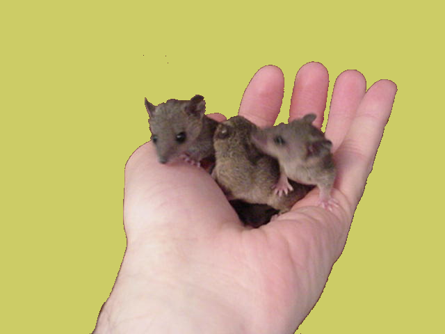 short tailed  opossum