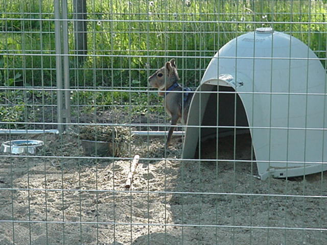 Patagonian Cavy 