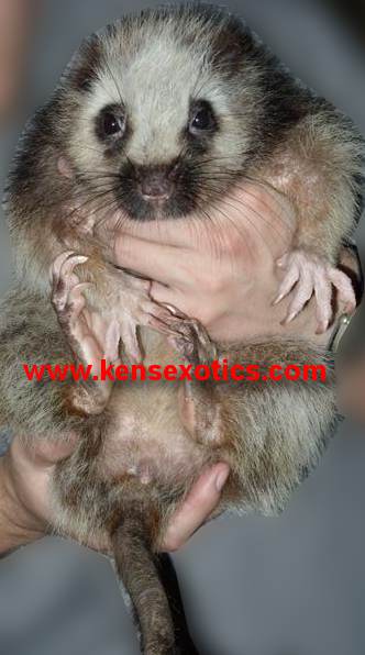 Giant Cloud Rat for Sale