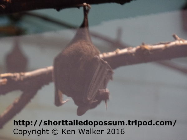 sebas fruit bat kens exotics